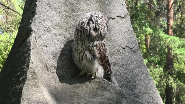 Ural owl perching on a granite rock in the forest. Bird of prey turning head to scan the surroundings. Wildlife observation of a nocturnal predator in nature