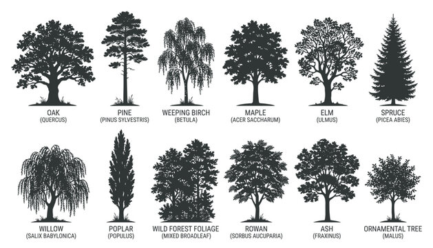 Detailed tree species identification silhouettes, oak pine weeping birch maple elm spruce willow poplar ash ornamental, nature vector collection.