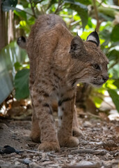 Fototapeta premium Bobcat on the move looking for prey