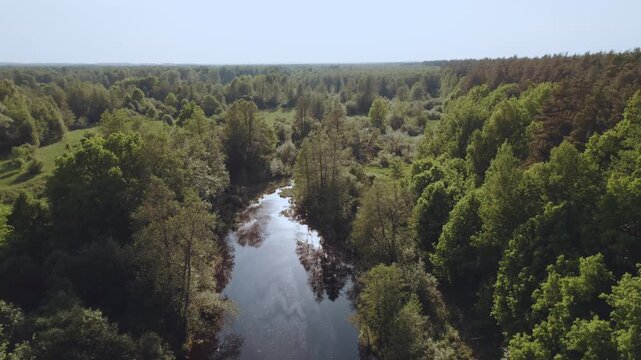 Aerial survey of forest by the river, flooded forest, forest at sunset
