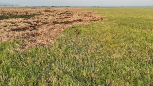ETHIOPIA: Vertical drone view capturing four Swayne's hartebeests running in a single file line through a green savanna grassland field, showcasing wild antelopes in their natural African habitat.