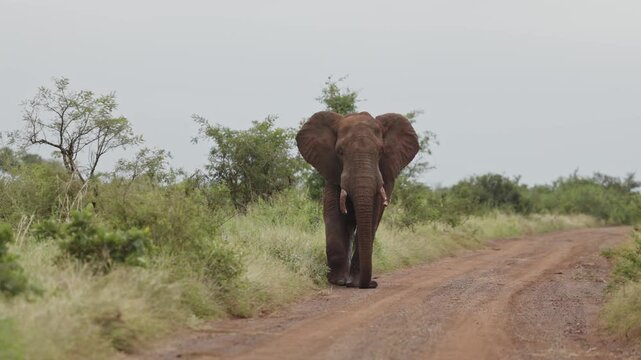 View of a large African elephant walking along a dirt track through the savanna in Kruger National Park, Skukuza, Mpumalanga, South Africa.