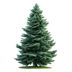 Fototapeta premium Large Evergreen Coniferous Tree Standing Alone in Snowy Field with Soft Light