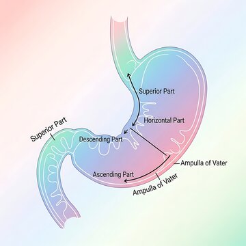 Anatomical diagram of the human bile duct system.