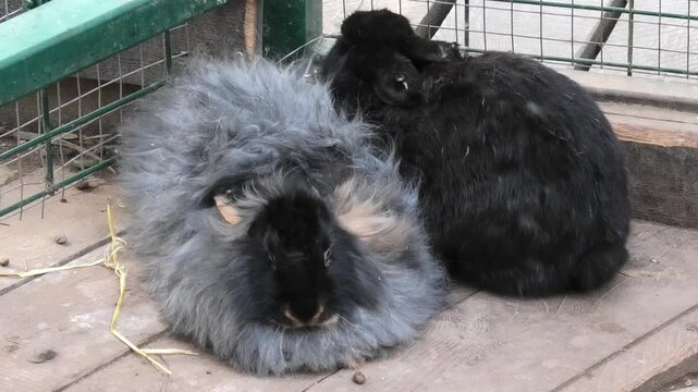 Fluffy angora rabbit and a dark bunny resting in a paddock. Domestic pets sitting together near a wire fence. Animal life in a wooden outdoor hutch enclosure