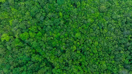 Fototapeten Grün aerial view of fog and dark green forest Rich natural ecosystem, rainforest, natural forest conservation concept.    © Media 
