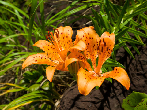 Wild Lily" Images  Browse 364 Stock Photos, Vectors, and Video | Adobe  Stock