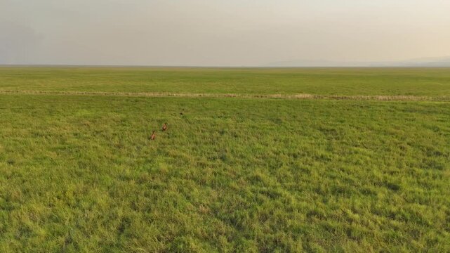 ETHIOPIA: Vertical drone view capturing four Swayne's hartebeests running in a single file line through a green savanna grassland field, showcasing wild antelopes in their natural African habitat.