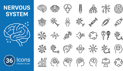 Nervous system and neurology web icons in line style. Human brain, neuron, synapse, spinal cord, nerve cells collection. Biology, anatomy, and healthcare medical outline icons. Editable stroke vector.