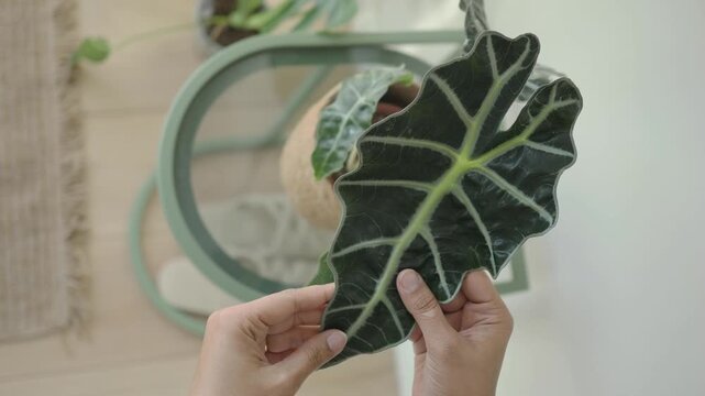 Caring for a large plant leaf indoors
