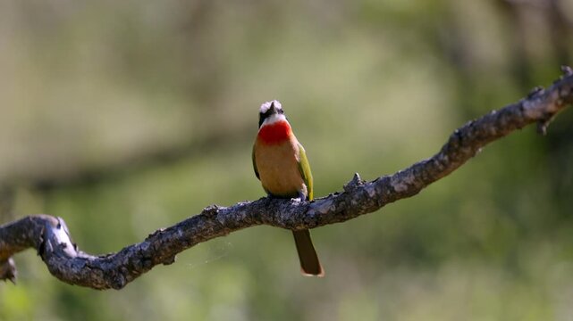 View of a colorful white-fronted bee-eater perched on a dry tree branch against a blurred green background in Kruger National Park, Skukuza, Mpumalanga, South Africa.
