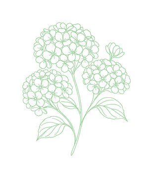 hand drawing continous line depicts hydrangea flower (artwork 1)
