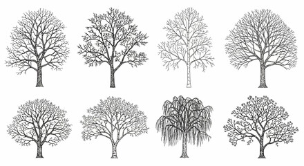Obraz premium collection of eight different bare trees winter forest imagery graphic illustrations
