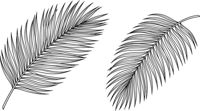 Hand drawn set of two tropical palm leaves isolated on white background.