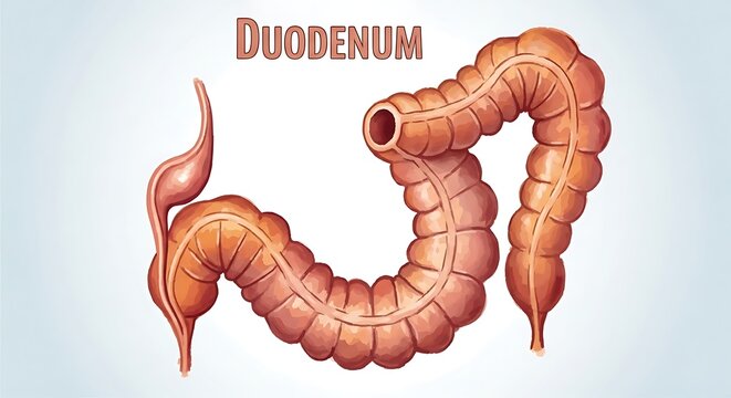3D medical illustration of the human duodenum anatomy.