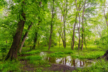 Fototapeta premium A swamp in a dense green summer deciduous forest