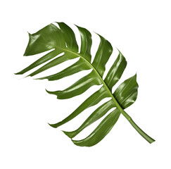 tropical monstera palm leaf tree background © studio2013