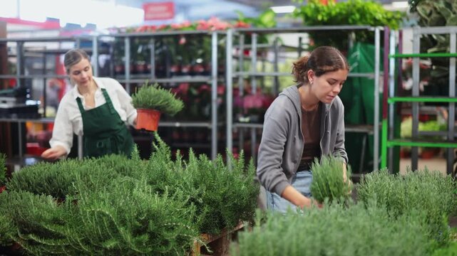 Female landscape designer gets acquainted with assortment of flower shop warehouse, choose plants to create landscaping project, select and buy rosemary spicy herb shrub potted flower.