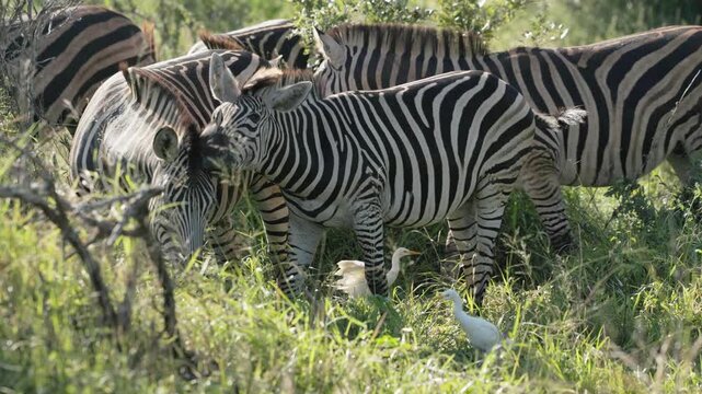 View of a herd of zebras grazing in the lush green grass of the bushveld in Kruger National Park, Skukuza, Mpumalanga, South Africa.