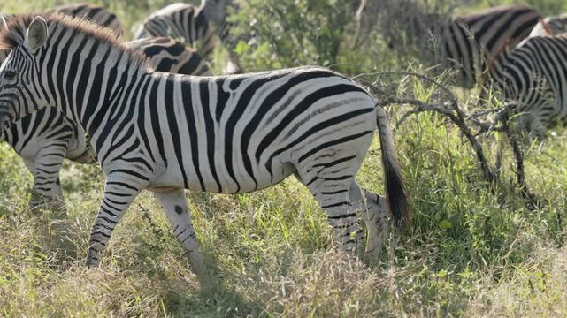 View of zebras standing in the grassy savanna of Kruger National Park with lush green bushes in the background Skukuza, Mpumalanga, South Africa.