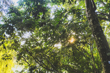 Fototapeta premium Low Angle Shot of Green Forest Canopy with Sunlight Flare, Natural Sustainable Background for Eco Friendly Design and Wellness Content