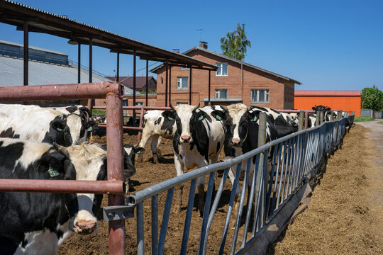 Herd of healthy dairy cows feeding in row of stables in feedlot barn on livestock farm