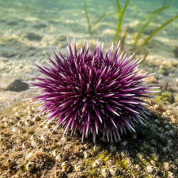 A vibrant purple sea urchin sitting on the sandy ocean floor under clear shallow water in a sunny marine environment