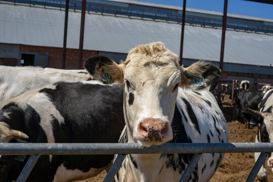 Herd of healthy dairy cows feeding in row of stables in feedlot barn on livestock farm
