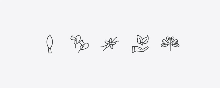 nature outline icon set. thin line cypress, calla, conservation, trifoliate ternate icons. editable vector