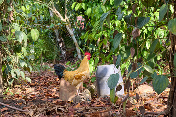 chicken standing in garden © Anucha