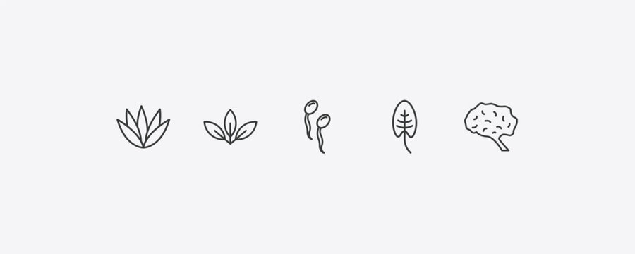 nature outline icon set. thin line agave, acicular, spear shaped, human brian icons. editable vector