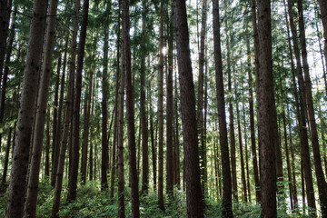 Fototapeta premium Tall trees in a forest with green leaves and trunks