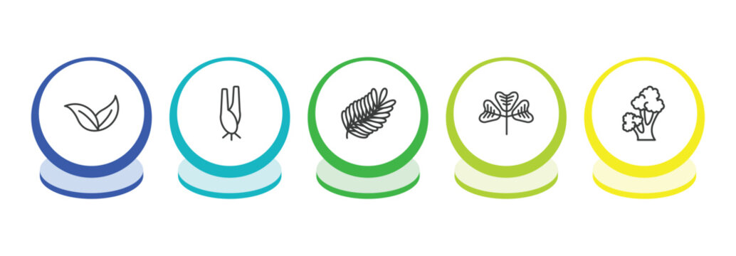 nature outline icon set. thin line apricot leaf leaf, lemongrass, fern, trifoliate ternate icons. editable vector
