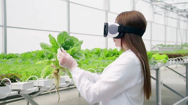 Female scientist using vr headset to inspect organic lettuce in hydroponic greenhouse.