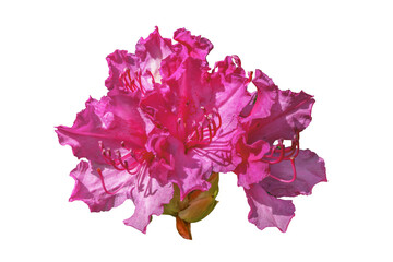  Różanecznik, azalia, rododendron (Rhododendron L.) © Janusz Lipiński
