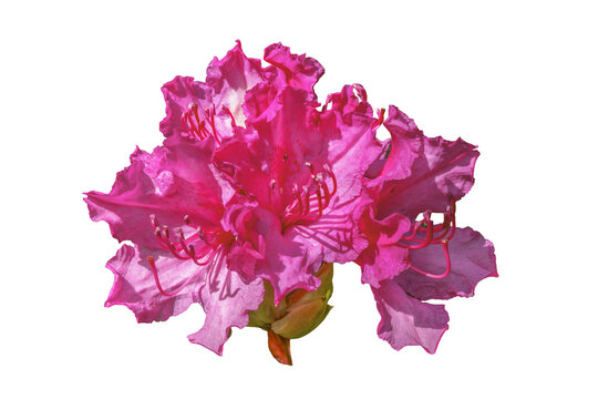  R&oacute;żanecznik, azalia, rododendron (Rhododendron L.)