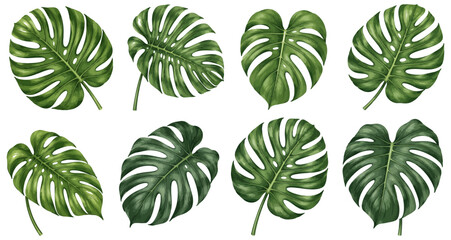 Collection of Eight Green Monstera Leaves Isolated on White Background © Graphixa