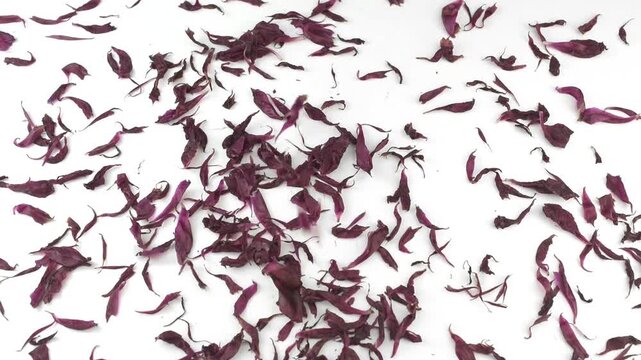 Dried and withered flower petals falling down on the white table. Close-up. Top view.
