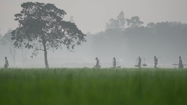 View of workers carrying loads on shoulder poles while walking through a misty green field at dawn in Bogura, Rajshahi Division, Bangladesh.