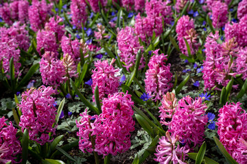 Obraz premium Keukenhof is a large park with immense tulip gardens, located between the towns of Lisse and Hillegom. The flowers of Holland (the Netherlands) are tulips, daffodils, and hyacinths.
