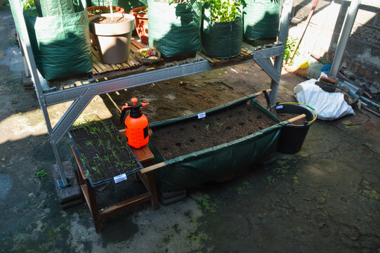 Extreme high angle image showing prepared planting holes, young kangkung seedlings, seed trays, and gardening equipment in a compact backyard vegetable growing setup.