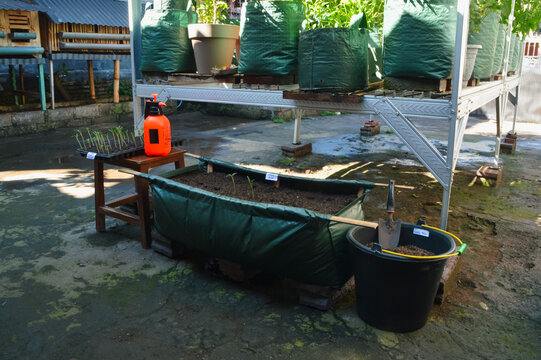 Quarter right high angle photograph featuring water spinach seedlings transplanted into a hedge bag with soil bucket and hand tools beside a metal plant rack.