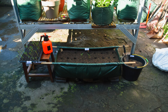 Center extreme high angle photograph documenting the process of transplanting water spinach seedlings into a hedge grow bag using prepared soil and garden tools.
