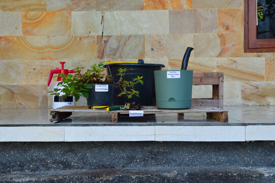 Front eye level photograph showing Golden Globes Loosestrife repotting setup with nordic reservoir pot, pruning tools, hanging plant, and gardening supplies on a terrace floor.