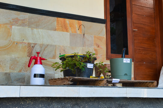 Low angle left side photograph displaying Golden Globes Loosestrife repotting scene with nordic reservoir planter, gardening tools, and hanging plant against a terrace wall.
