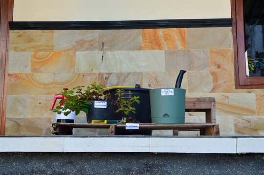 Center low angle image documenting Golden Globes Loosestrife repotting process with reservoir pot, hand sprayer, soil bucket, and pruning tools arranged on bamboo flooring.