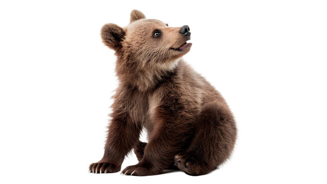 Cute small furry brown grizzly bear cub sitting and looking curiously for forest nature wildlife on transparent background