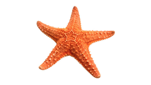 Vibrant orange starfish or sea star with realistic bumpy skin texture for tropical marine decor on transparent background
