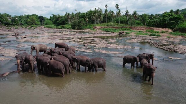 A drone flies over Asian elephants bathing in a river in Sri Lanka.