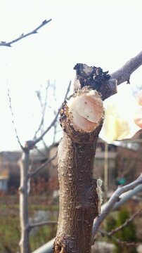 Close-up of a hand carefully applying protective wax to a freshly cut tree branch during the grafting process